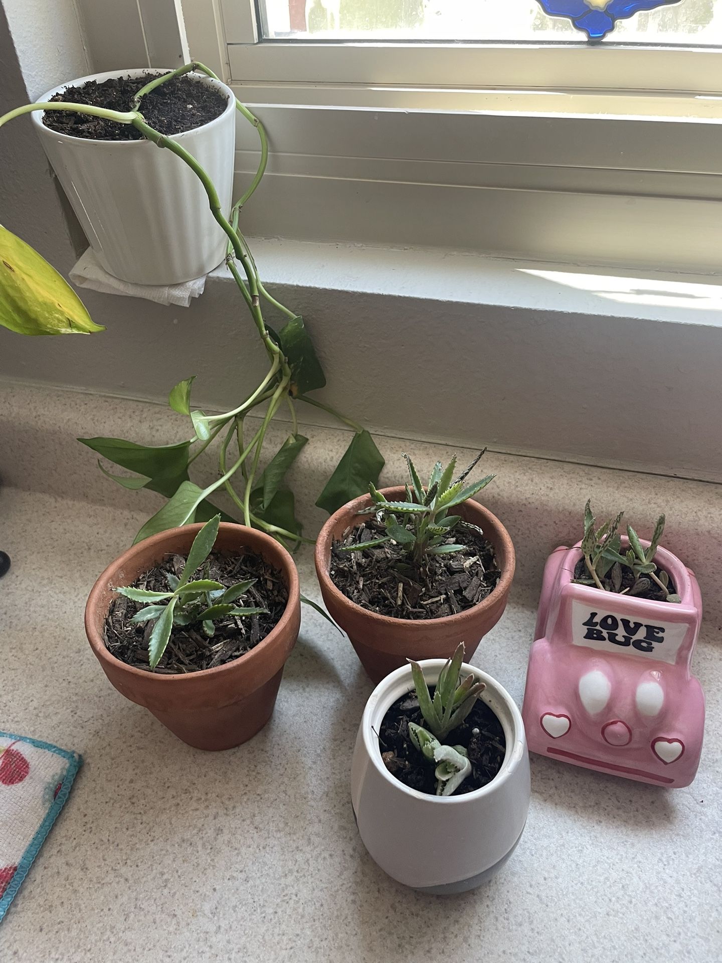 Plants