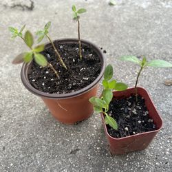 Set Of 2 Mexican Monarch Butterfly Milkweed Plants 