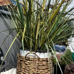 Plant Is Not Real