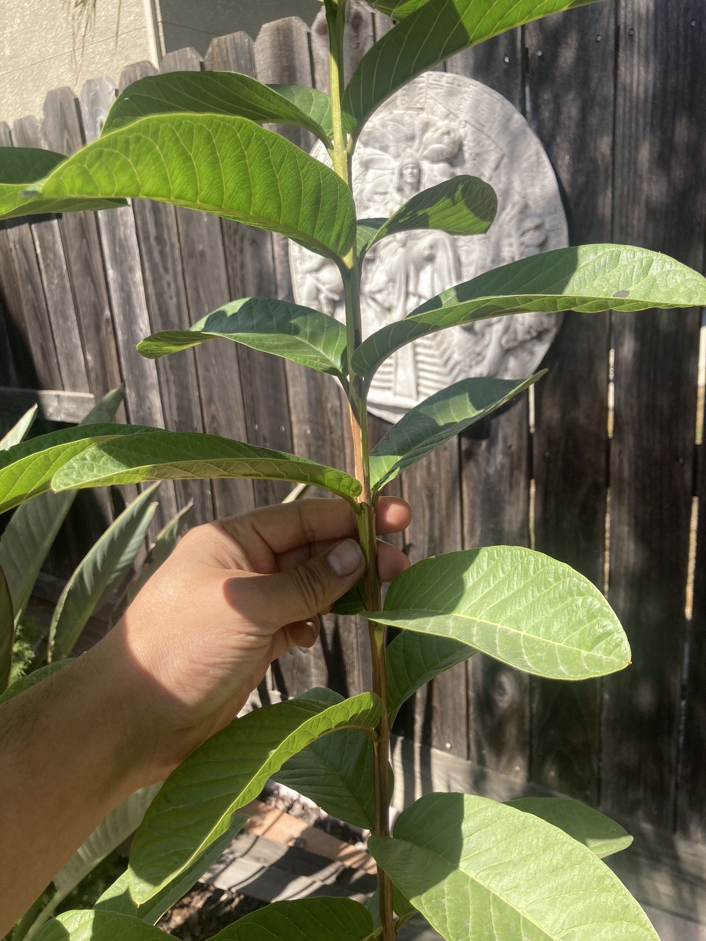 Beautiful Guava Trees