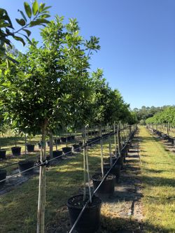 Dahoon Holly Trees 8-10Ft