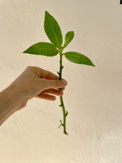 Longevity Spinach. Brazilian / Sissoo Spinach Cuttings