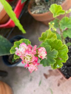 Apple Blossom Geranium