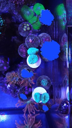 Reef Tank Decorations!