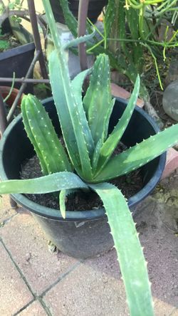 Aloevera & Cacus Beautiful Plantas 