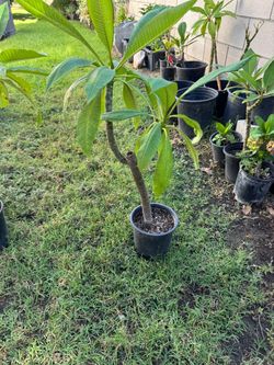 Plumeria