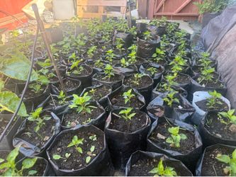 Hot pepper plant for sale. Dallae khorsani for sale