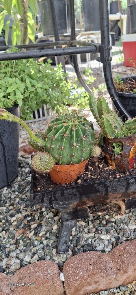 Succulents- Cactus