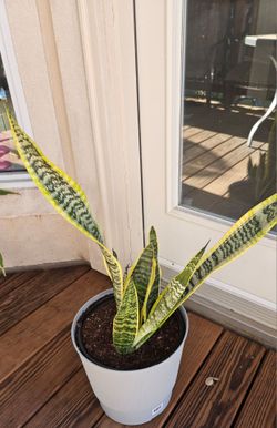 SNAKE PLANT