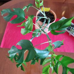 Healthy Mini Monstera 