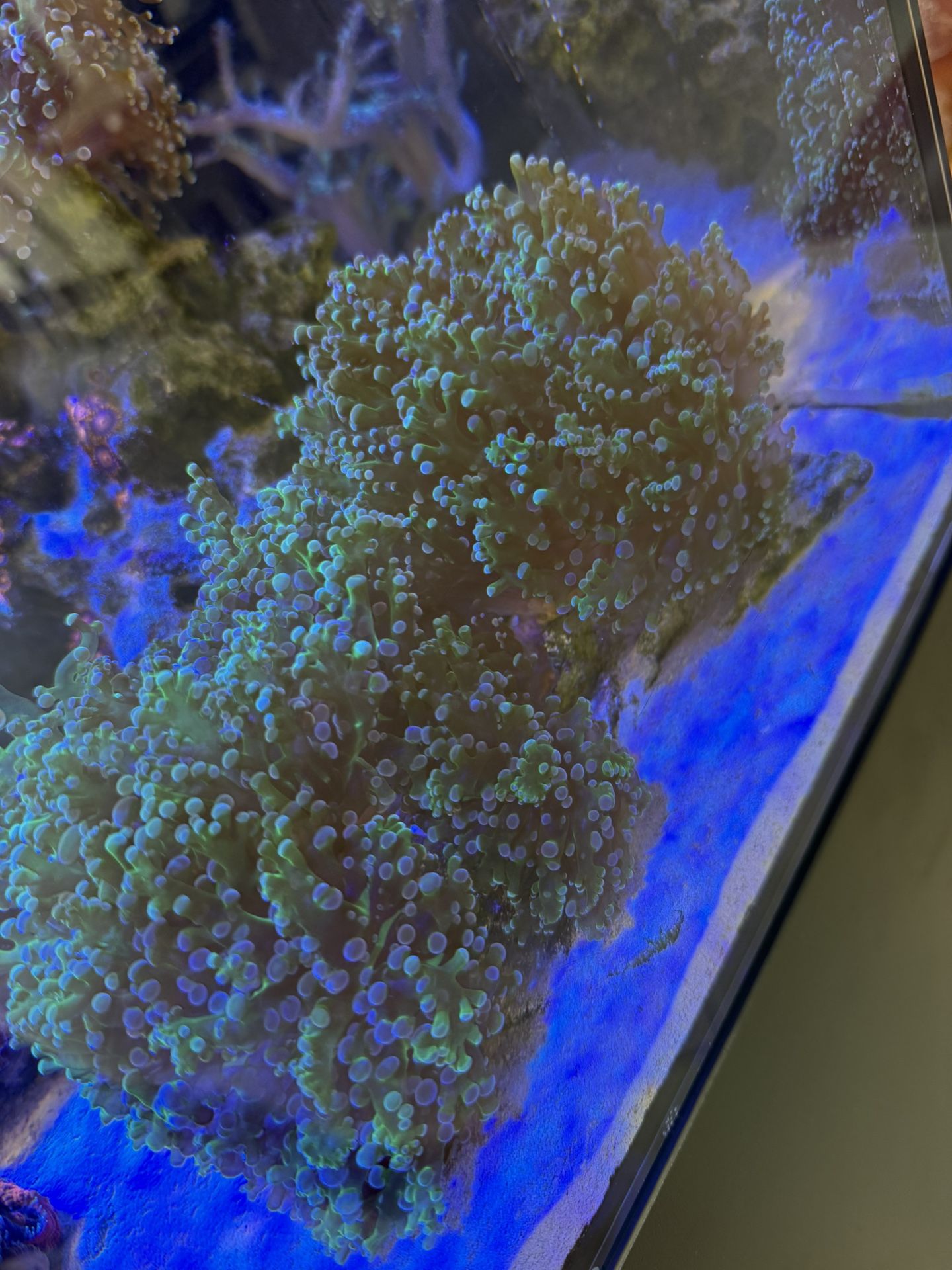 Frogspawn Coral