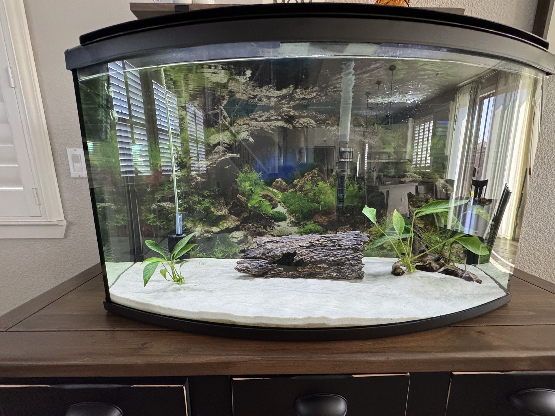 45 Gallon planted Fluval Aquarium