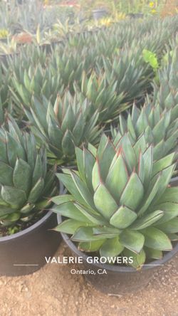 Agave Blue Glow