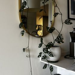 Plants - Various Sizes / Prices