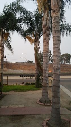 Palm trees make me and offer