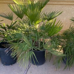 European Fan Palms For Sale
