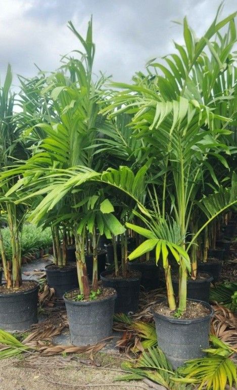 Beautiful Christmas Palms!!! 6 Feet Tall!! Fertilized