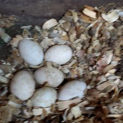 Fresh jumbo duck eggs