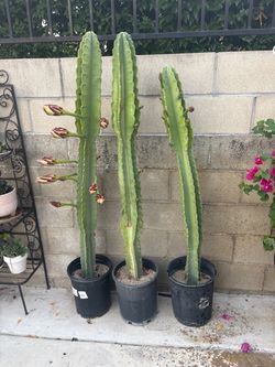 Large San Pedro cactus - 5 feet tall $75 each