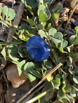 Cornflower Blue Oval Cut 2.25 Carat Natural Sapphire