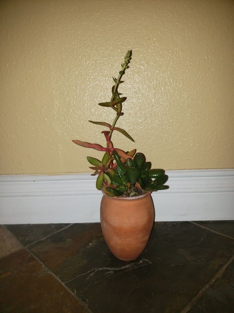 5.5 in clay pot with 3 succulents