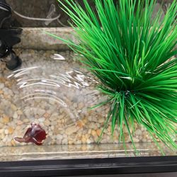 Fish tank with accessories (no fish)