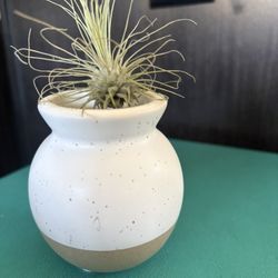Air Plant 