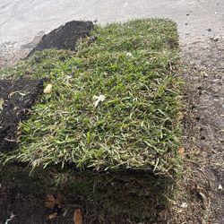 St Augustine Sod - Pallet