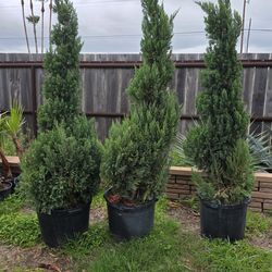Juniper Blue Point Spiral 7gallones 6ft Tall