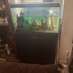 Aquarium With The Stand Come With Free Snails