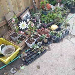 Indoor Plants Outdoor Plants Vegetables Fruits Pots Yard Art