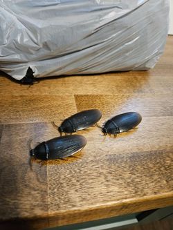 HALLOWEEN! Realistic roaches