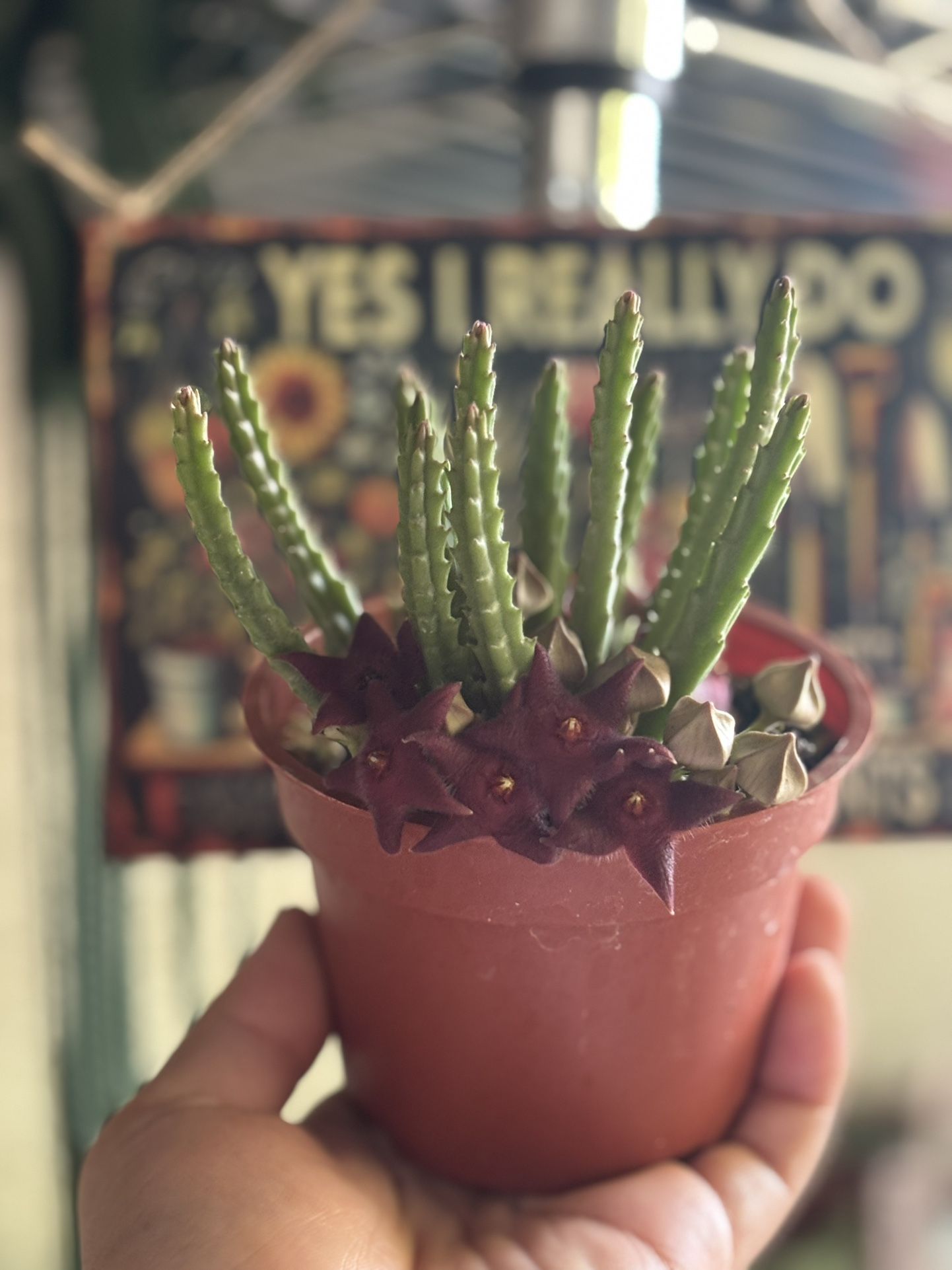 Starfish Flowers 🪴🌺🪰