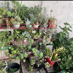 Moving… Blow out sale, everything must go… from small to big sizes Different Succullents pots or vases or some cut, you can Enjoy, arrangement To Your