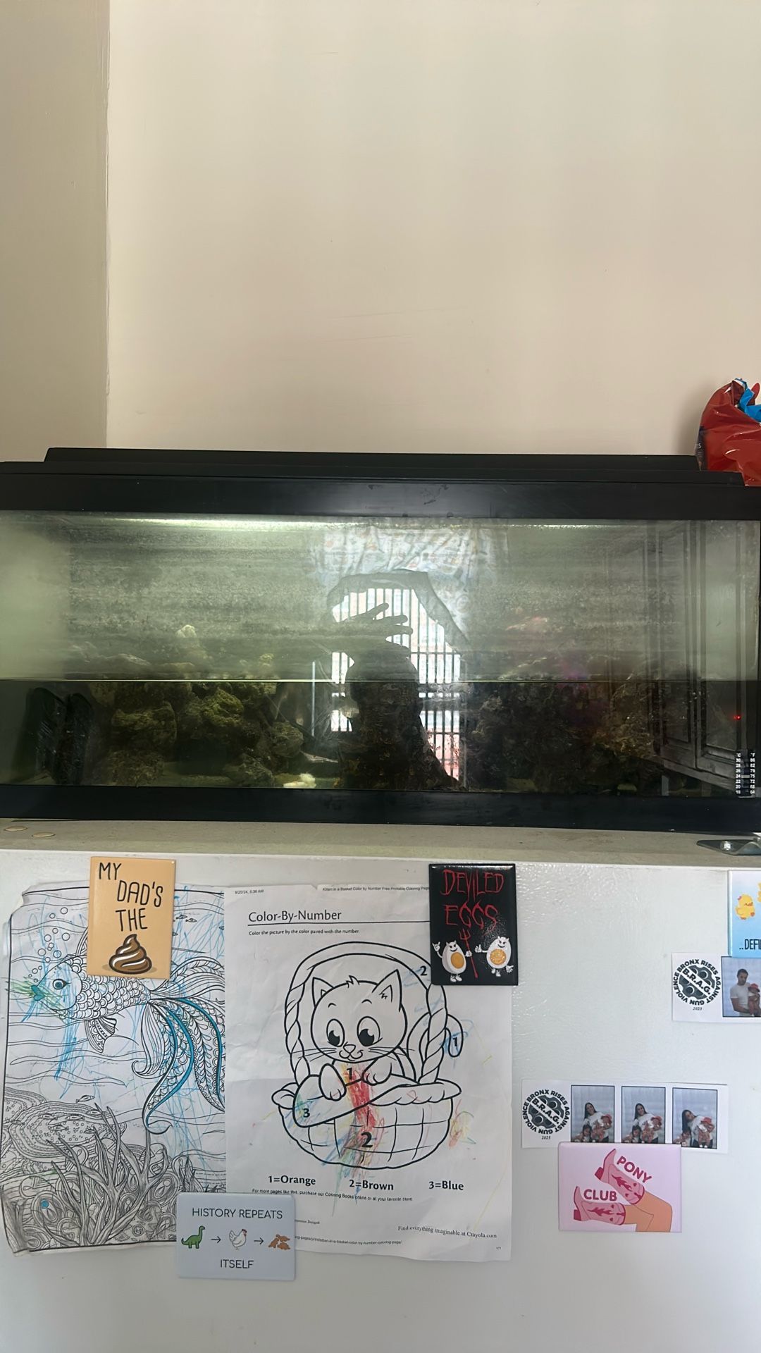 Fish Tank 30 Gallon With A One Fish Everything Included