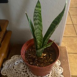 Snake Plant - Lengua De Suegra 