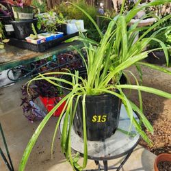 Spider Plants 