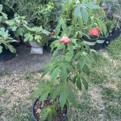 planta de foco