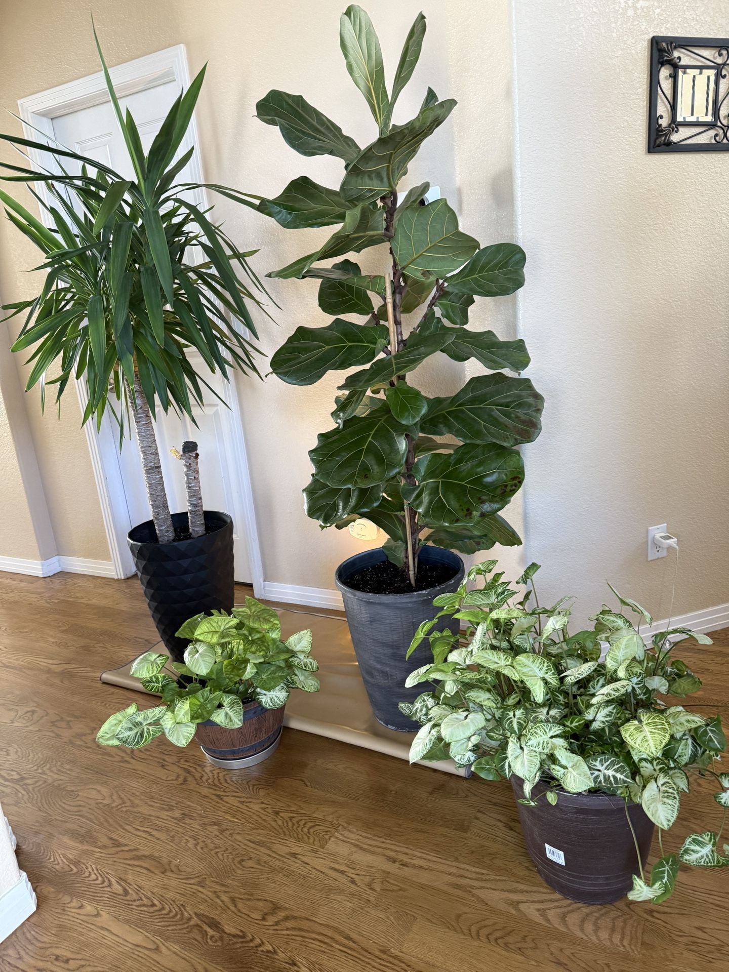 Plants And Trees
