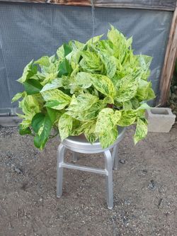 Snow queen pothos Plant 10" Nursery Pot