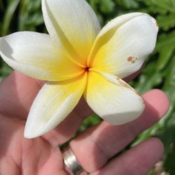 Plumerias For Sale ..starting To Bloom 🌸🌺🌼