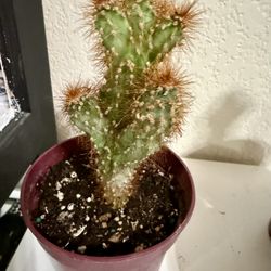 ❤️Cereus repandus (also known as Peruvian Apple Cactus 4” pot $10 EACH ❤️PLS READ DESCRIPTION 