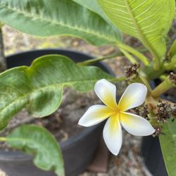 Plumeria Plant
