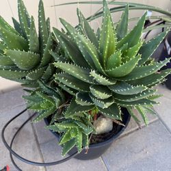 Mitra Aloe