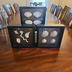 Three Framed Shell Decor