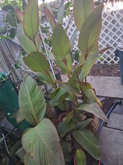 Canna Lillies