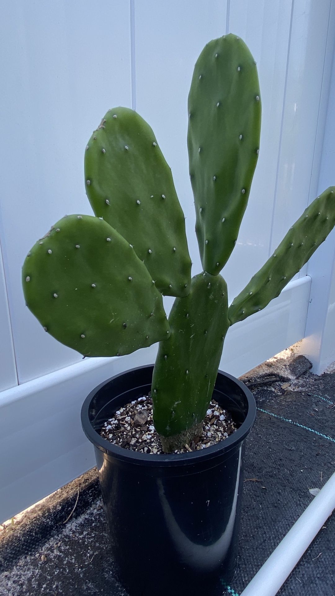 Spineless Prickly Pear ( Opuntia Cactus) for Sale in Oviedo, FL OfferUp