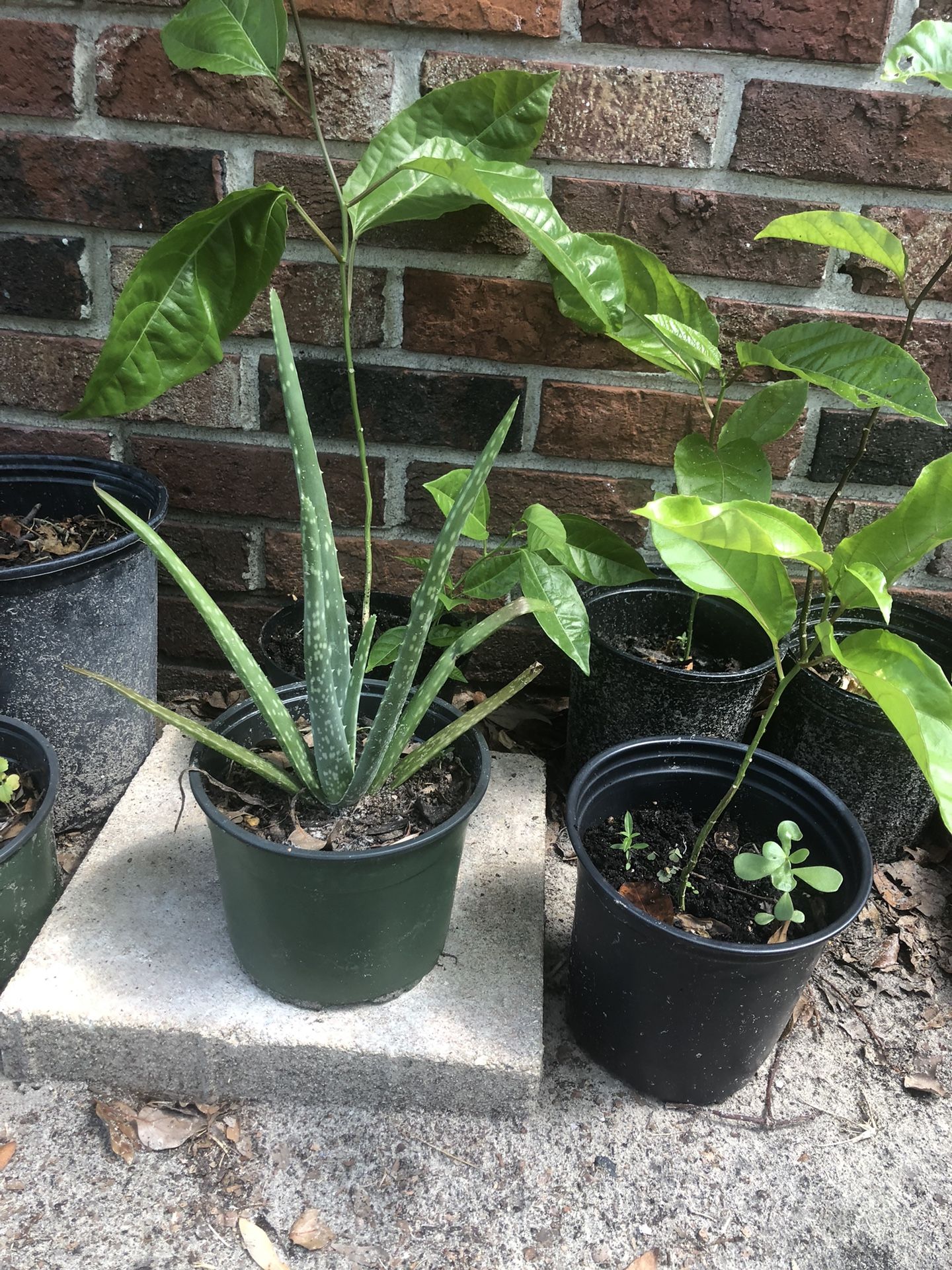 Plants for Sale in Tampa, FL OfferUp