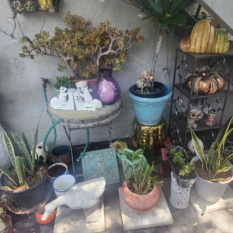 Alot Of Different Plants Different Pots And Plant Stands All For Sale!!!!!