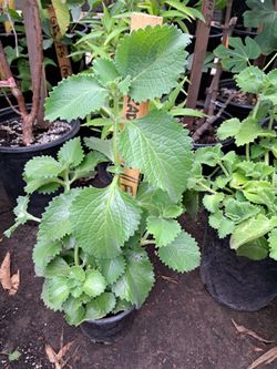 Plantas